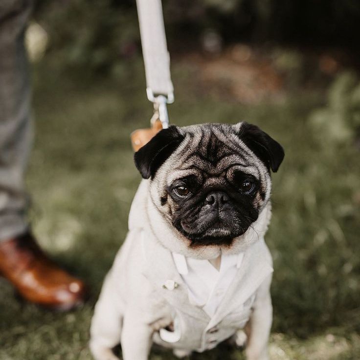 Pug Dog Wearing Stone Colour Waistcoat Dog Wedding Outfit For Wedding