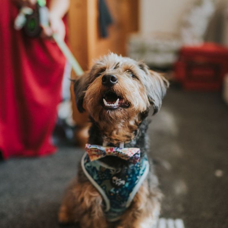 Dog Attends Wedding with Colourful Bow Tie and Harness