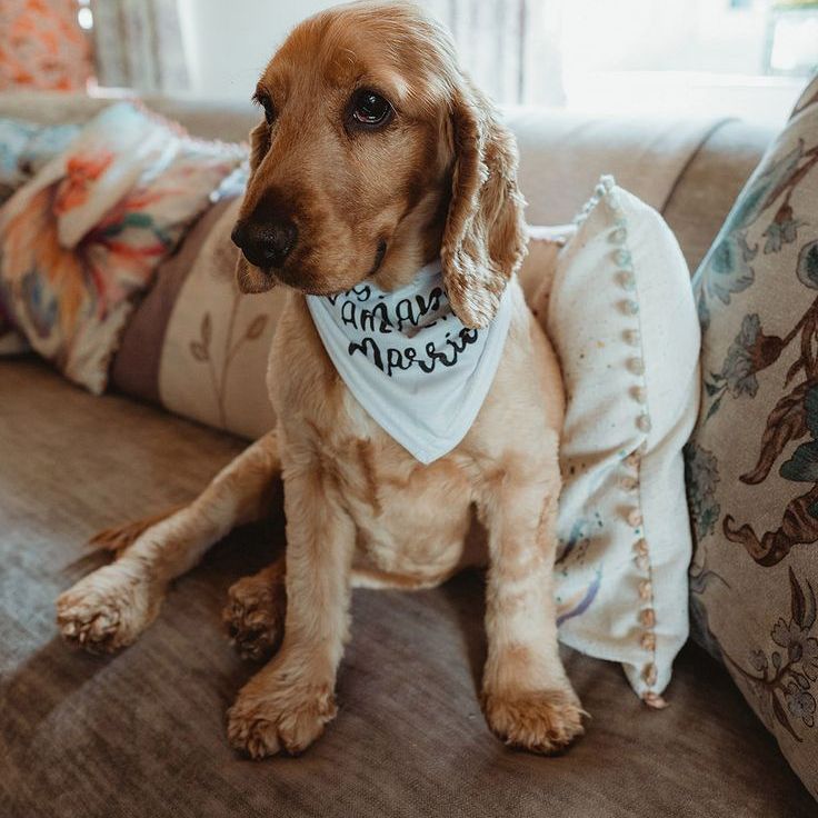 Fluffy Dog In White Scarf For Wedding Day