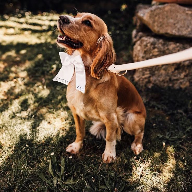 Golden Spaniel Dog At Wedding with White Bow Accessory