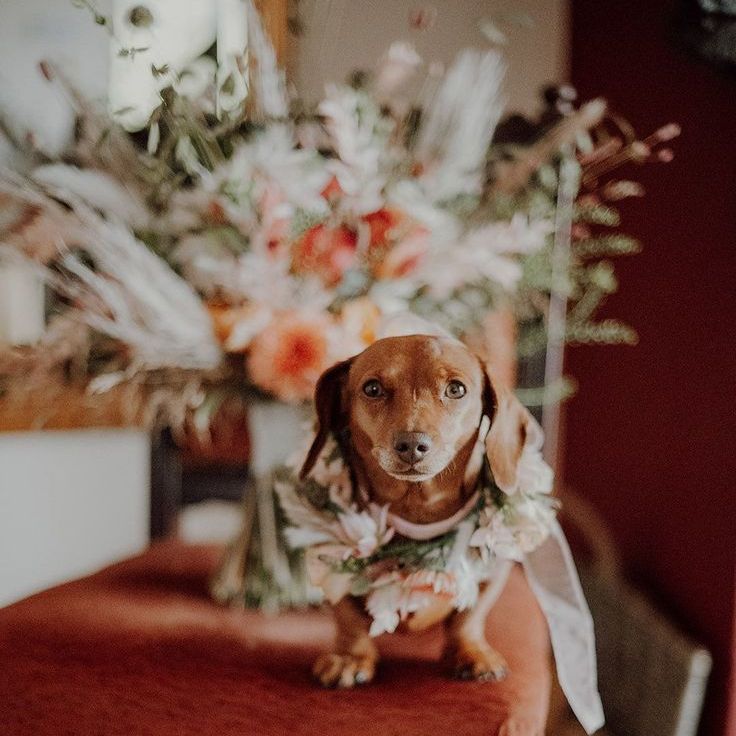 Pet Dachshund With Autumnal Flower Collar For Rustic Wedding