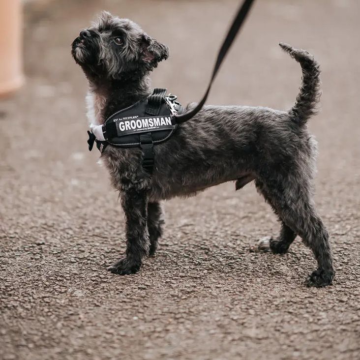 Pet Dog Wearing 'Groomsman' Harness For Rustic Barn Wedding