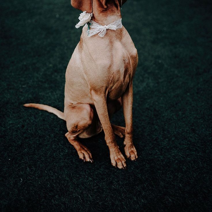 Pet Dog Wearing A Lace Bow Collar with White Rose For Wedding