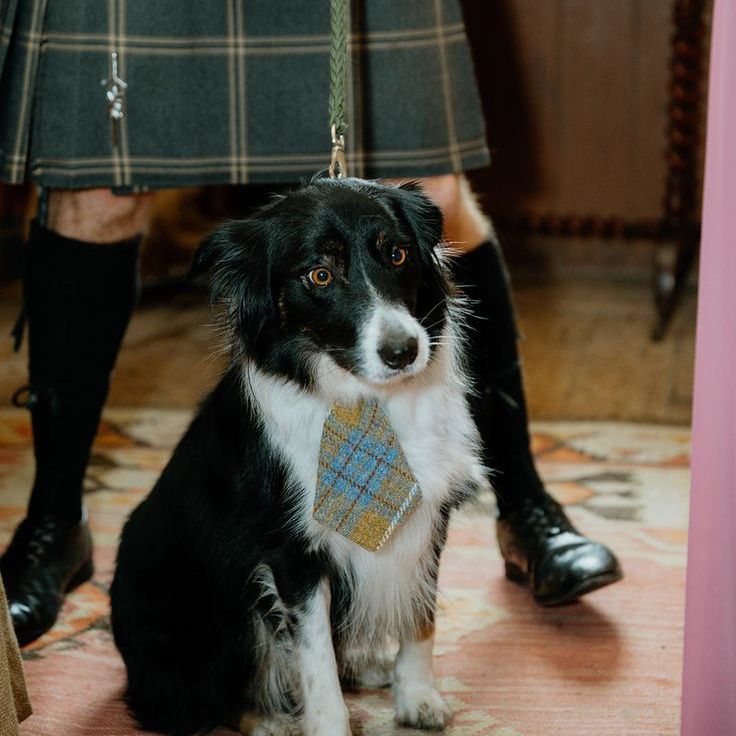 Pet Dog Wearing Colourful Tie