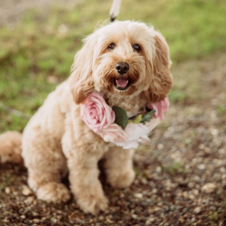 Pet Dog Wearing Pink Rose Flower Collar For Woodland Wedding