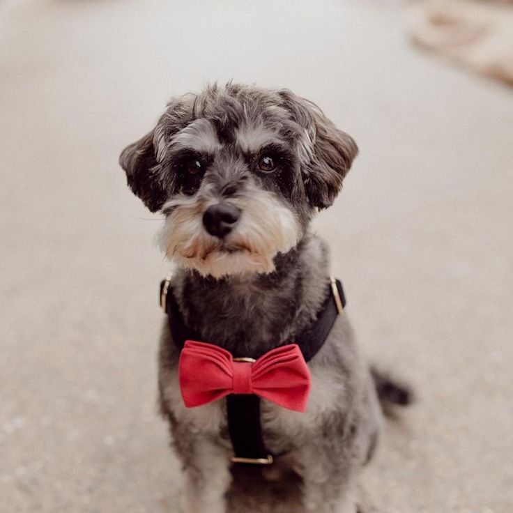 Pet Dog With Pink Bow Harness For City Wedding