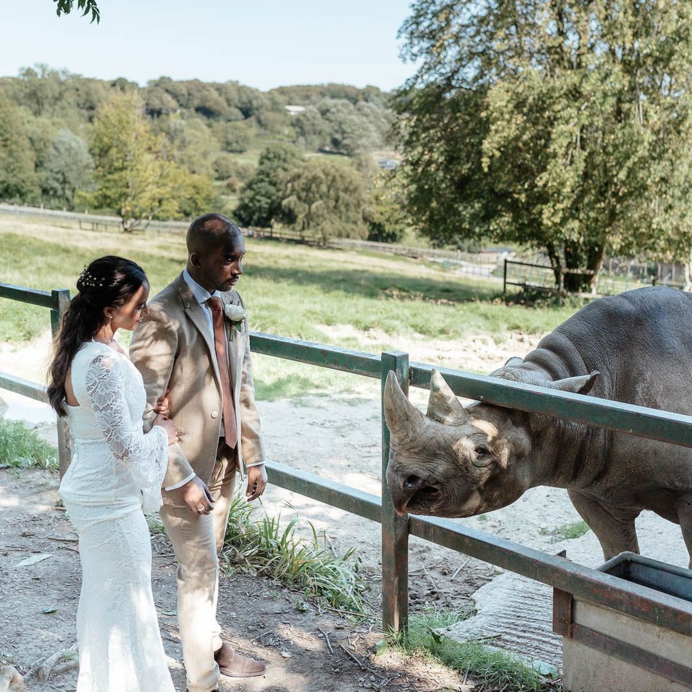 Port Lympne Wildlife park wedding feeding rhino
