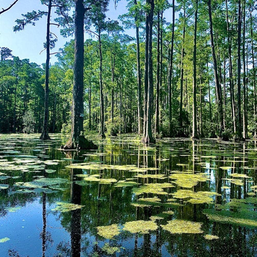 cypress-gardens-south-carolina-row-boat