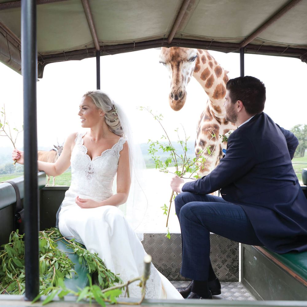 Bride and Groom Feeding Giraffes on Safari Truck at Port Lympne Wedding