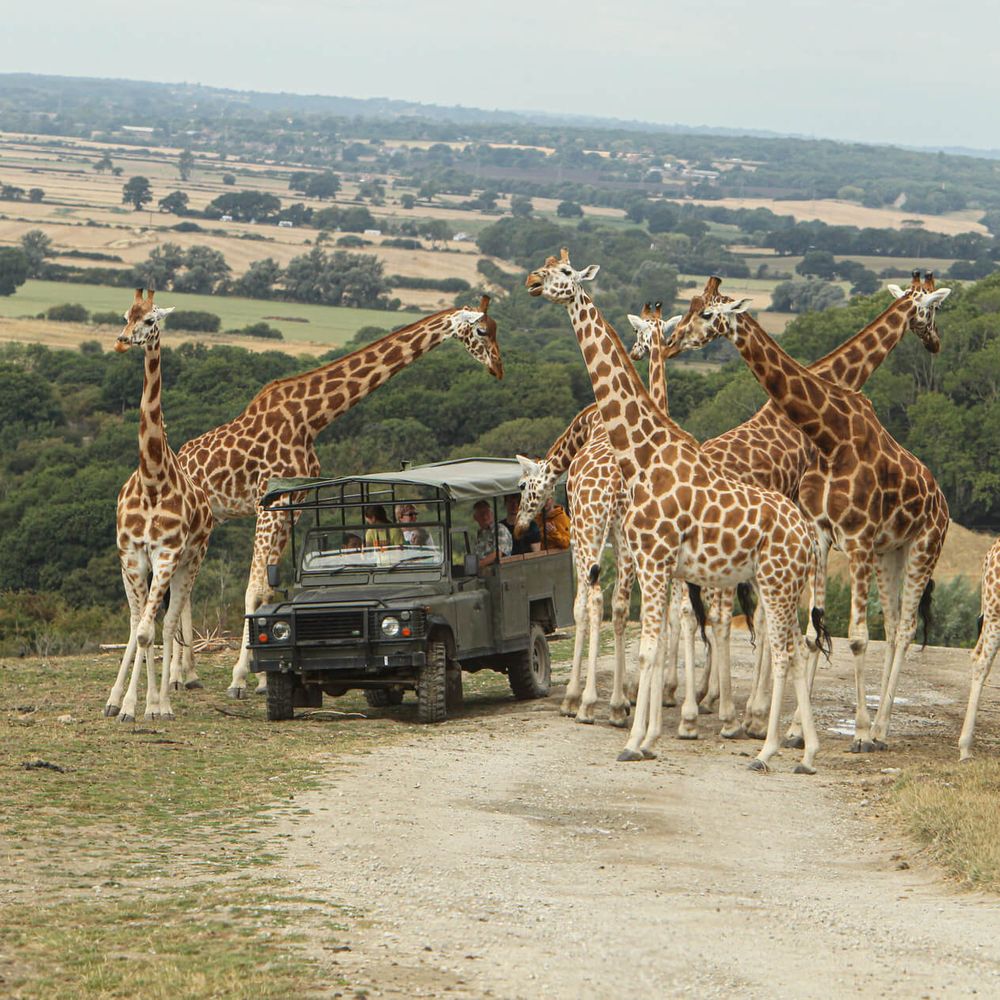 Port Lympne Safari With Giraffes