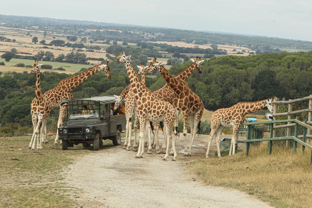 Plan A Wildly Unique Wedding At Port Lympne Hotel Reserve plan-a-wildly-unique-wedding-at-port-lympne-hotel-reserve