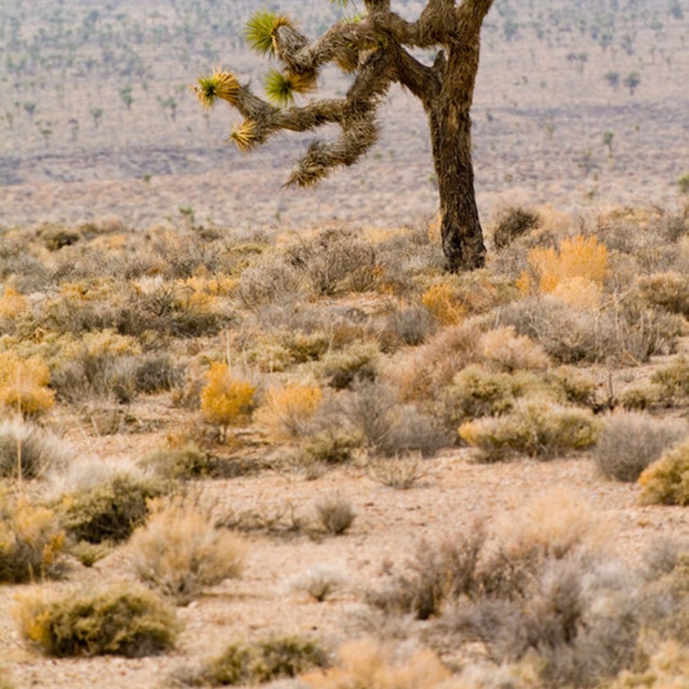 joshua-tree-best-places-to-propose