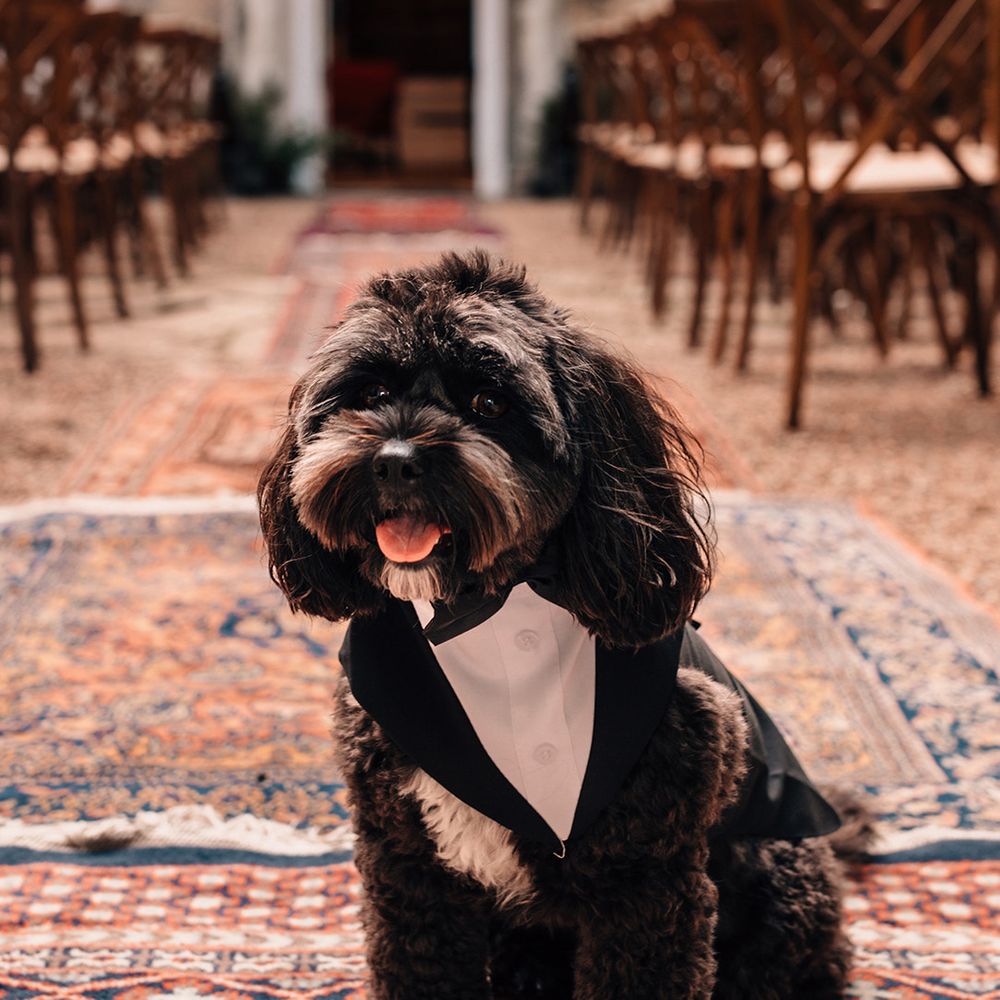 dog-wearing-doggy-tuxedo