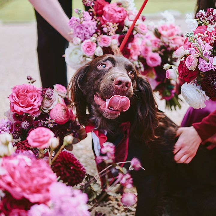 pet-dog-with-pink-flowers