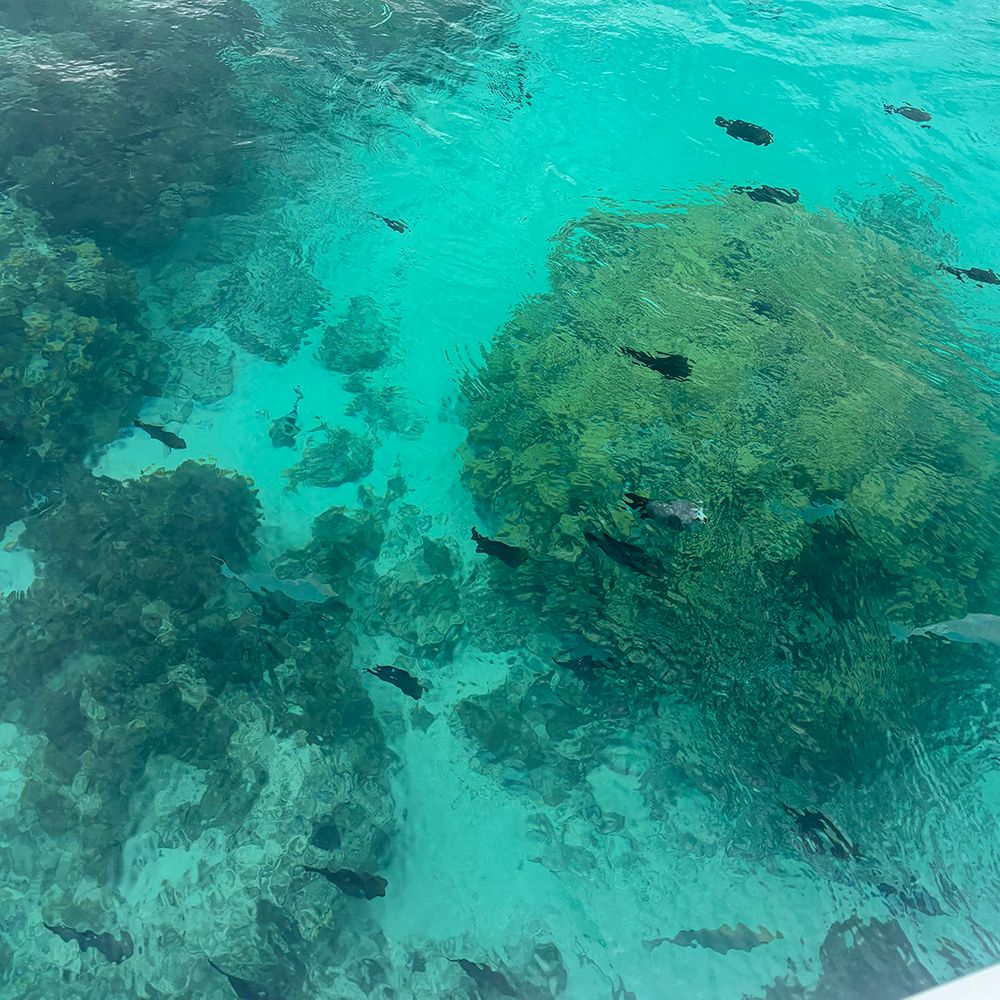 blue-lagoon-with-fish-swimming