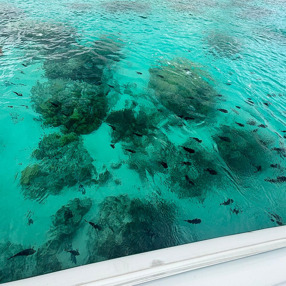 lagoon-with-fish-swimming-in-sea