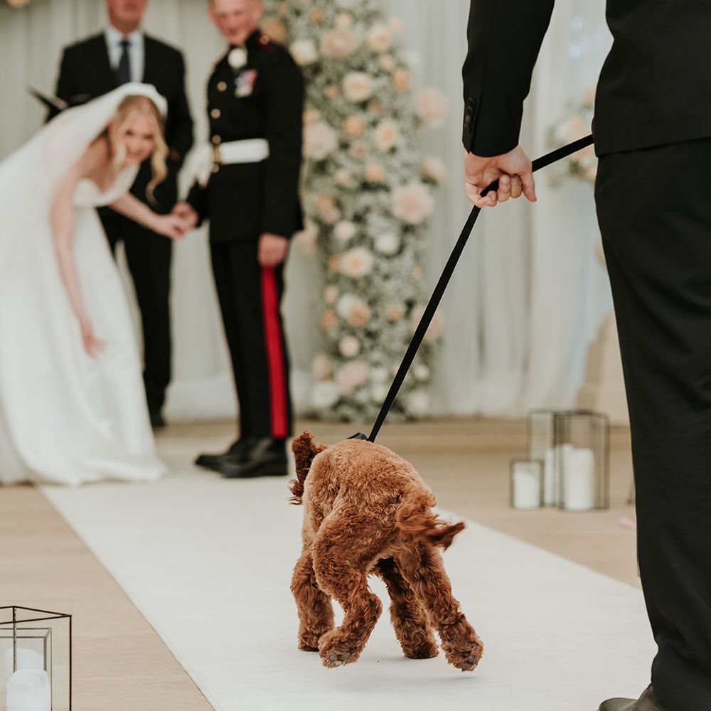 dog-ring-bearer-walking-down-the-aisle