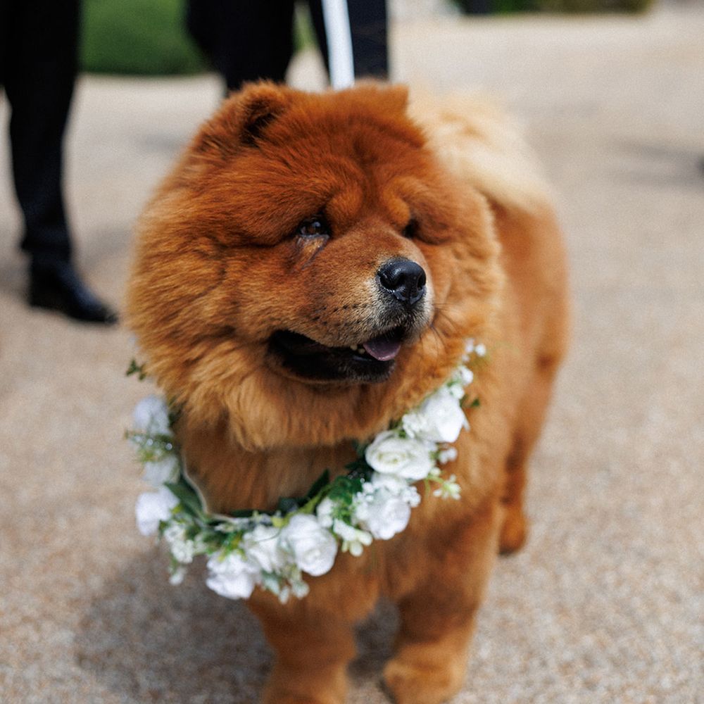 chow-chow-dog-with-flower-collar
