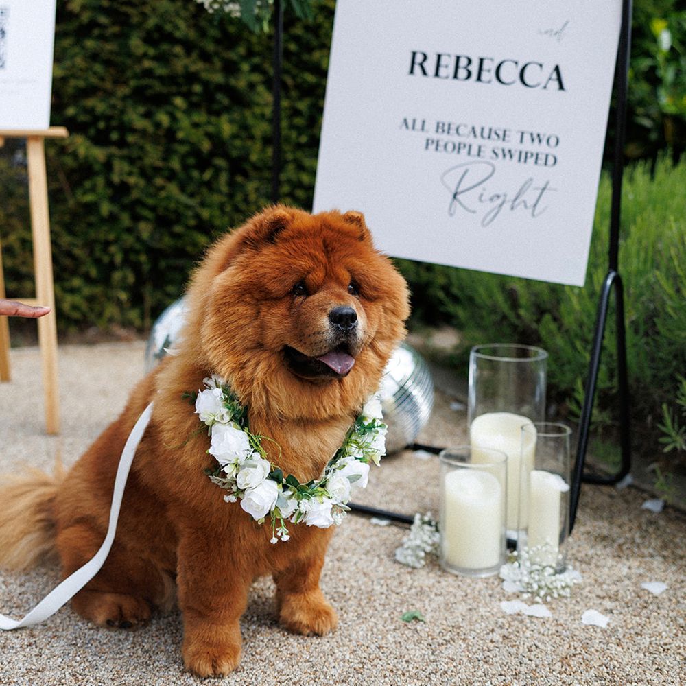 pet-dog-wearing-flower-collar-next-to-signage