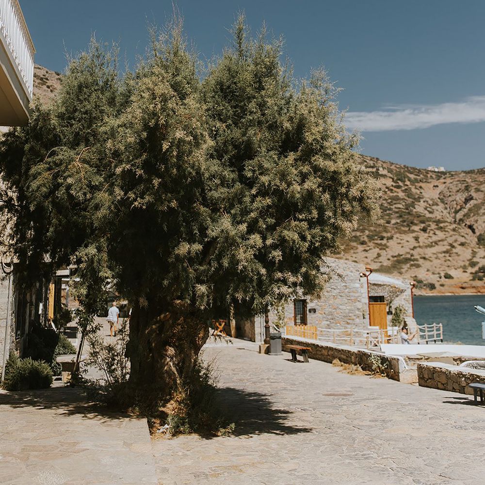 All inclusive honeymoon destination with olive trees in crete, greece