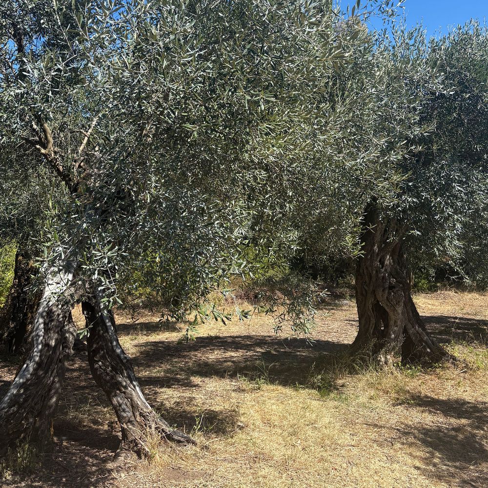 Dr Kavvadia Olive Oil Farm trees