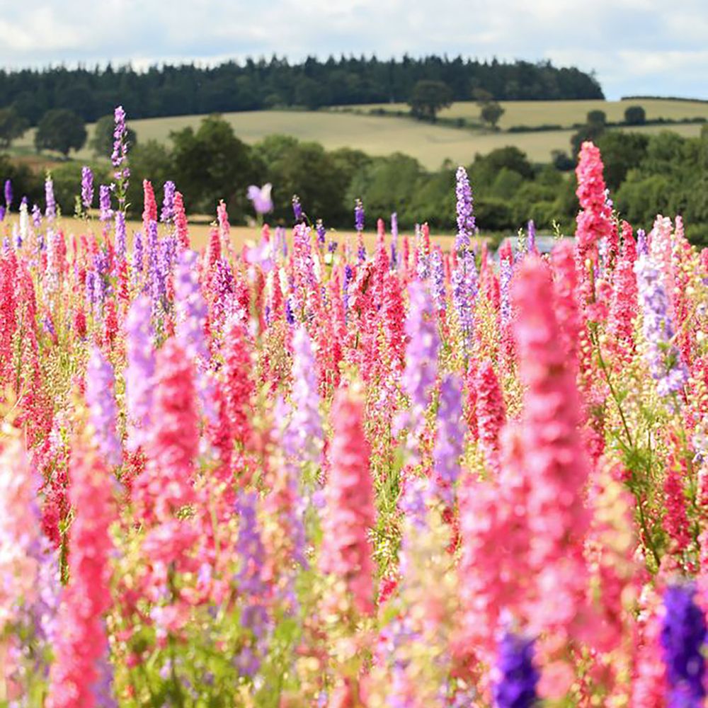Shropshire Petals confetti fields