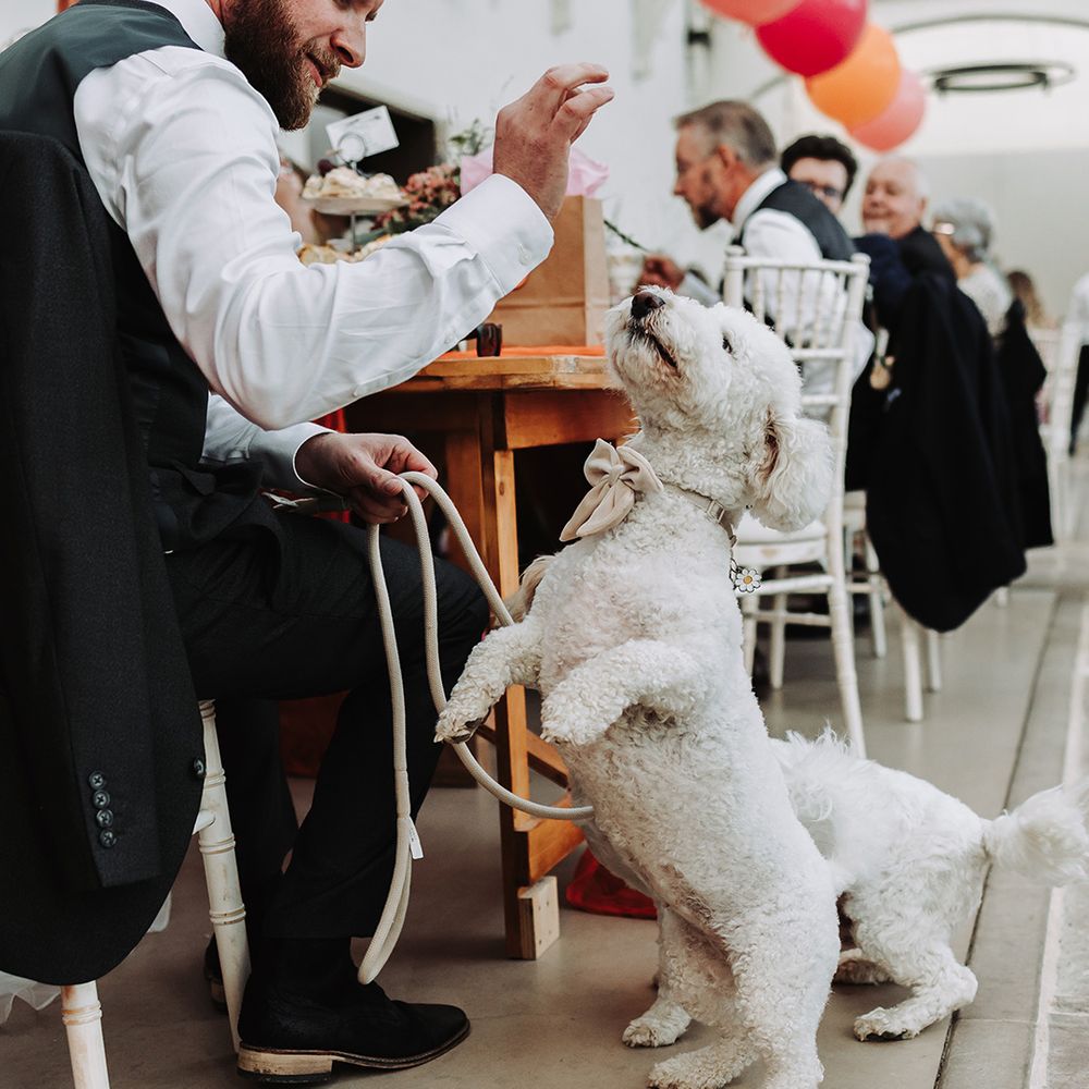 Pet dog wearing bow tie collar 