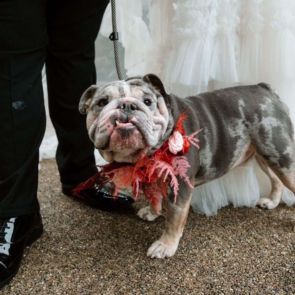 bulldog pet foral matching collar