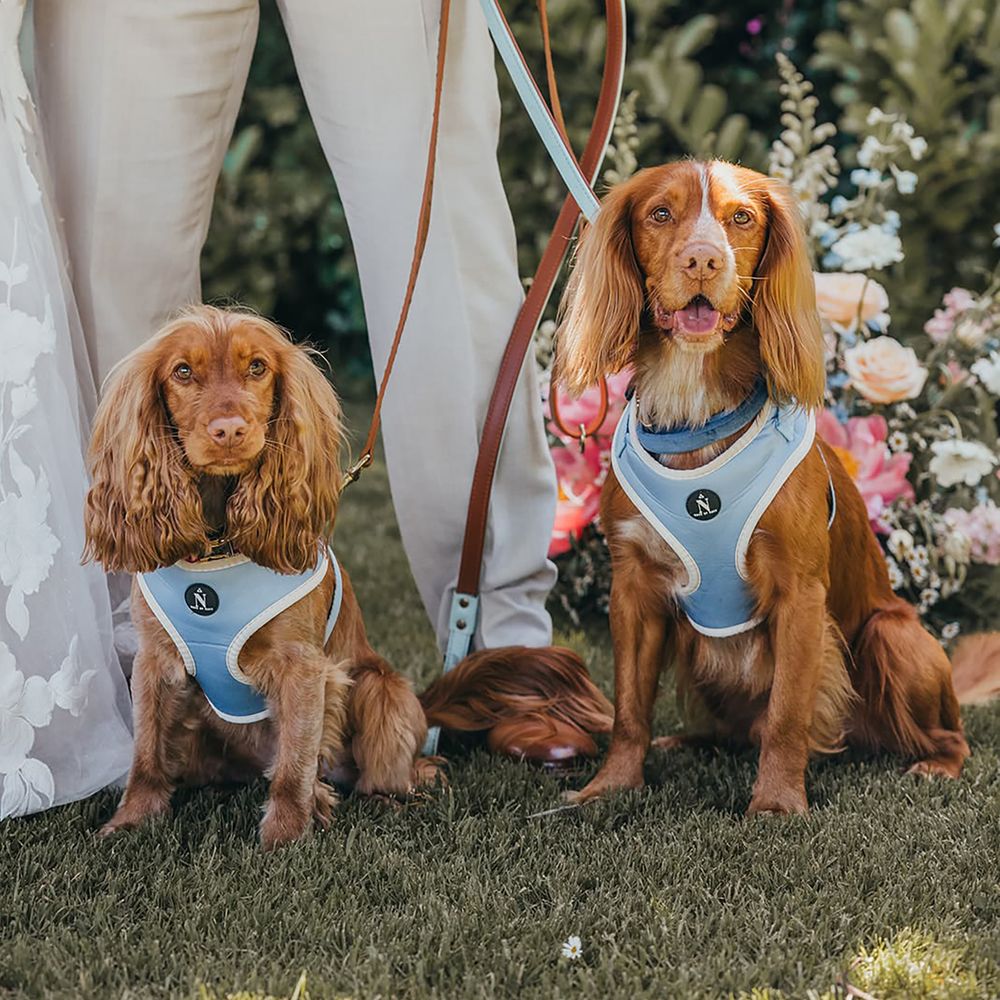 Something blue dog harnesses