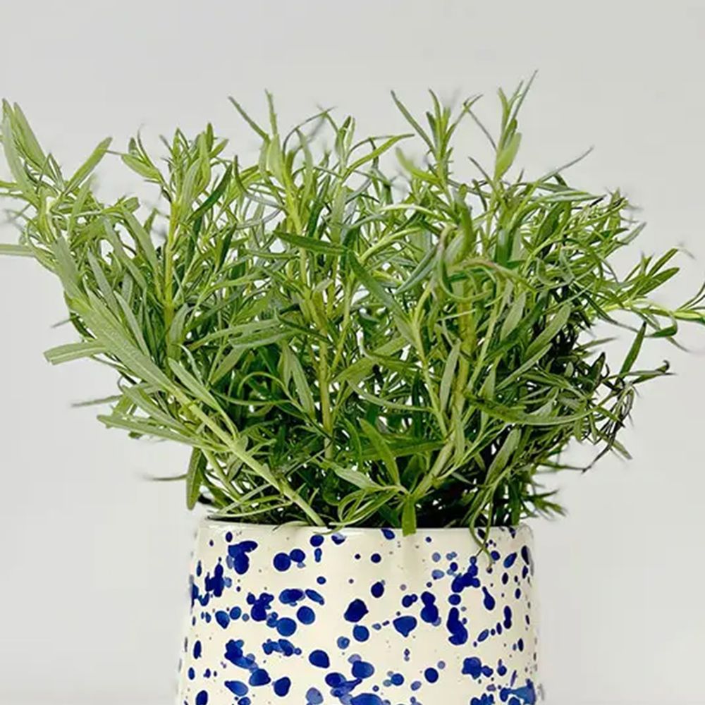 Hot Pottery Splatter Indoor Planter, Blueberry