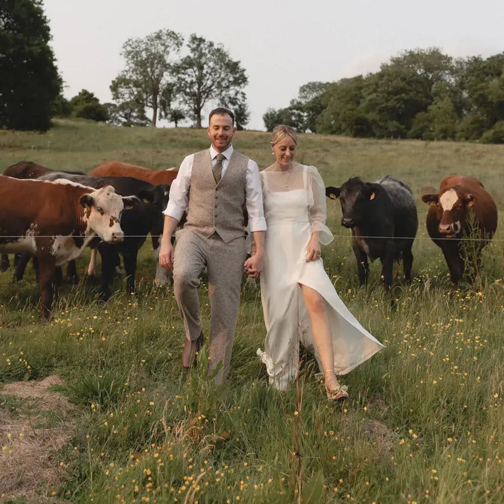 Bride and groom holding hands walking through a wildflower meadow with grazing cattle behind