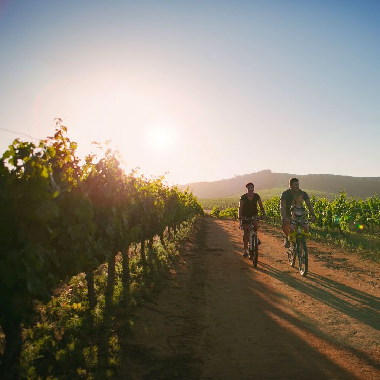 Couple cycling along a sunlit dirt track through vineyards at golden hour
