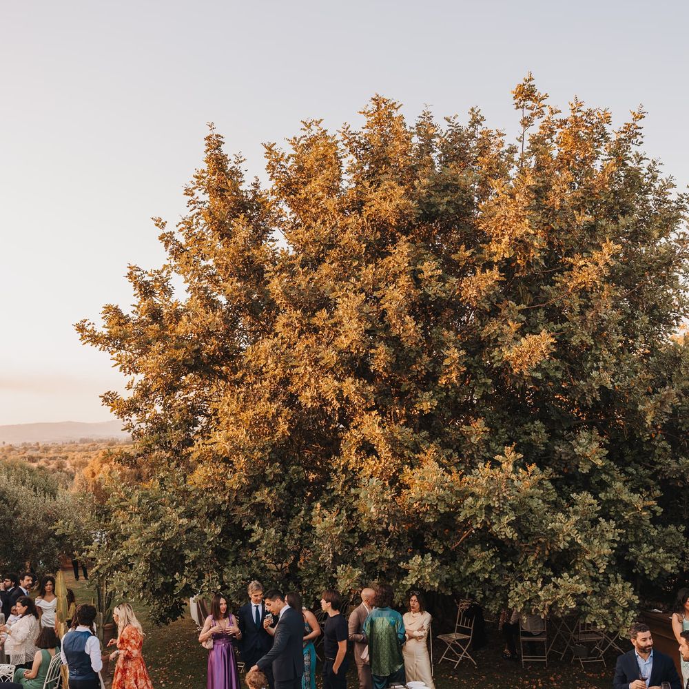 Wedding guests gathered around an outdoor buffet table beneath a large tree at golden hour