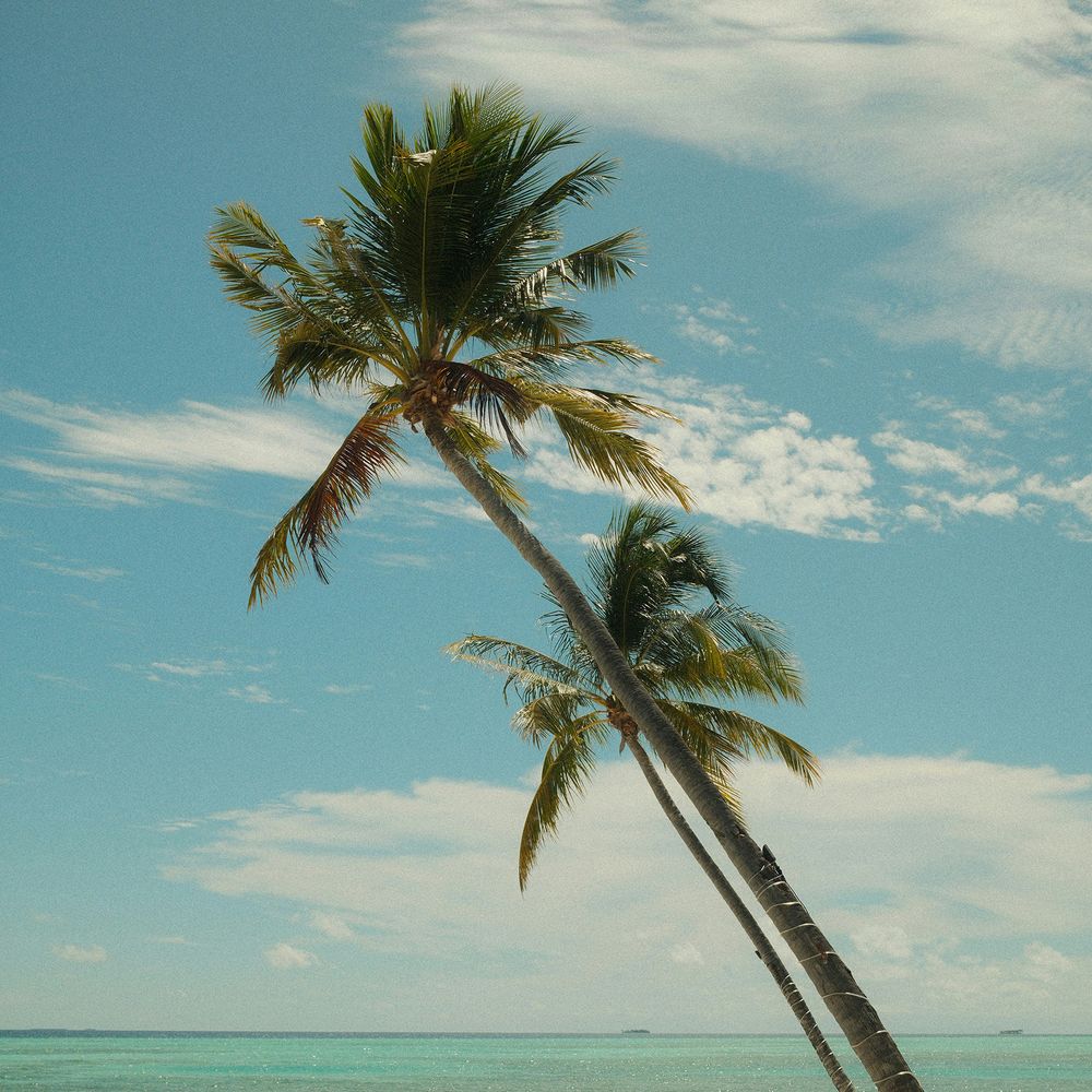 Wooden sun loungers on white sand beneath leaning palm trees beside turquoise sea