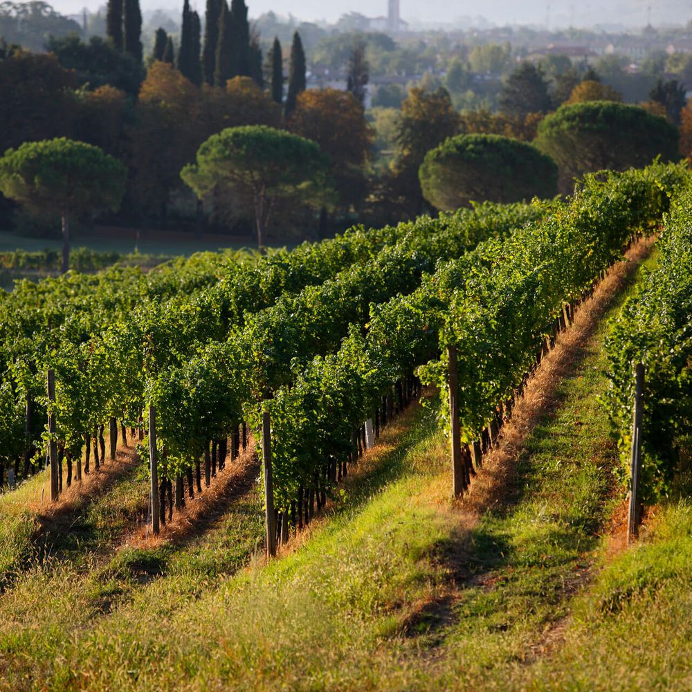 vineyard at Castello di Spessa
