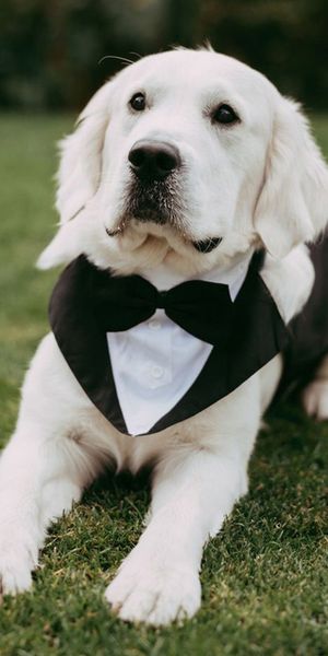 pets-at-weddings-with-dog-wearing-tuxedo