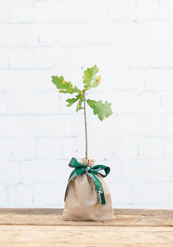 oak tree gift idea for newly engaged couples 