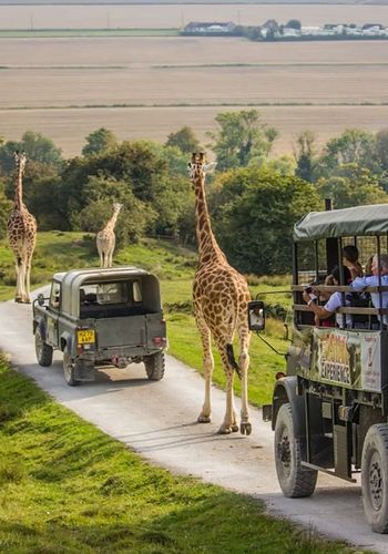 day out for two at Port Lympne Reserve, including safari tour and meal as gift idea for couple