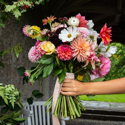 Bella Cosmos Flowers