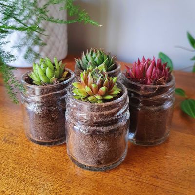 Seedhouseplants