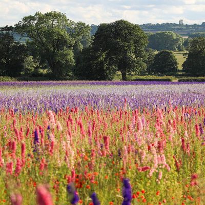 Shropshire Petals Confetti