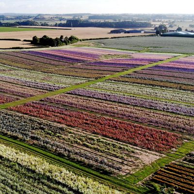 Shropshire Petals Confetti