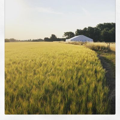 Rectory Farm Meadow