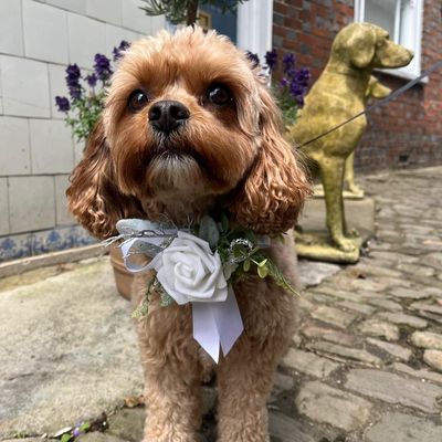 All Paws Weddings