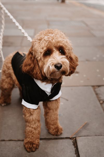 Pets At Weddings 1