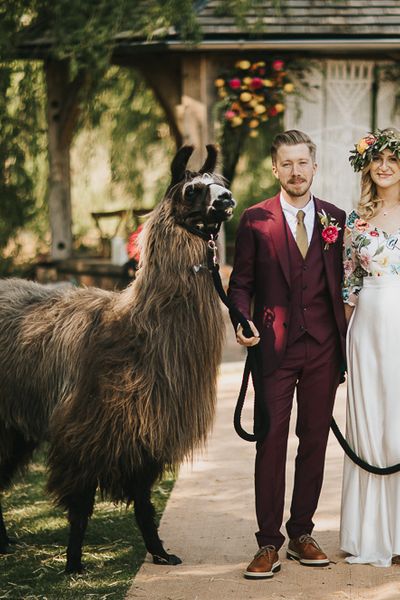 Llama Wedding