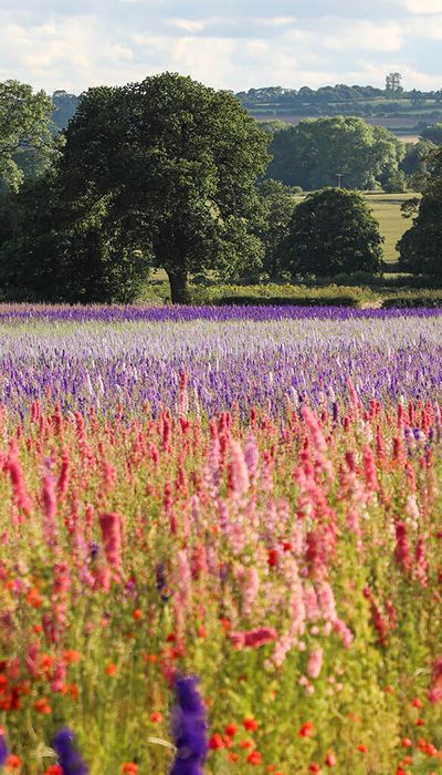 Shropshire Petals Confetti