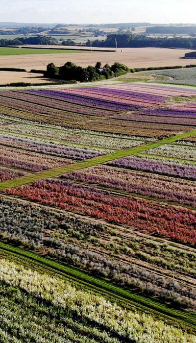 Shropshire Petals Confetti