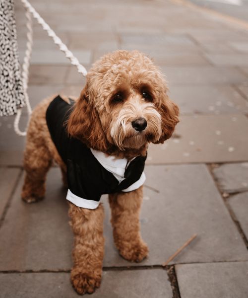 Pets At Weddings 1