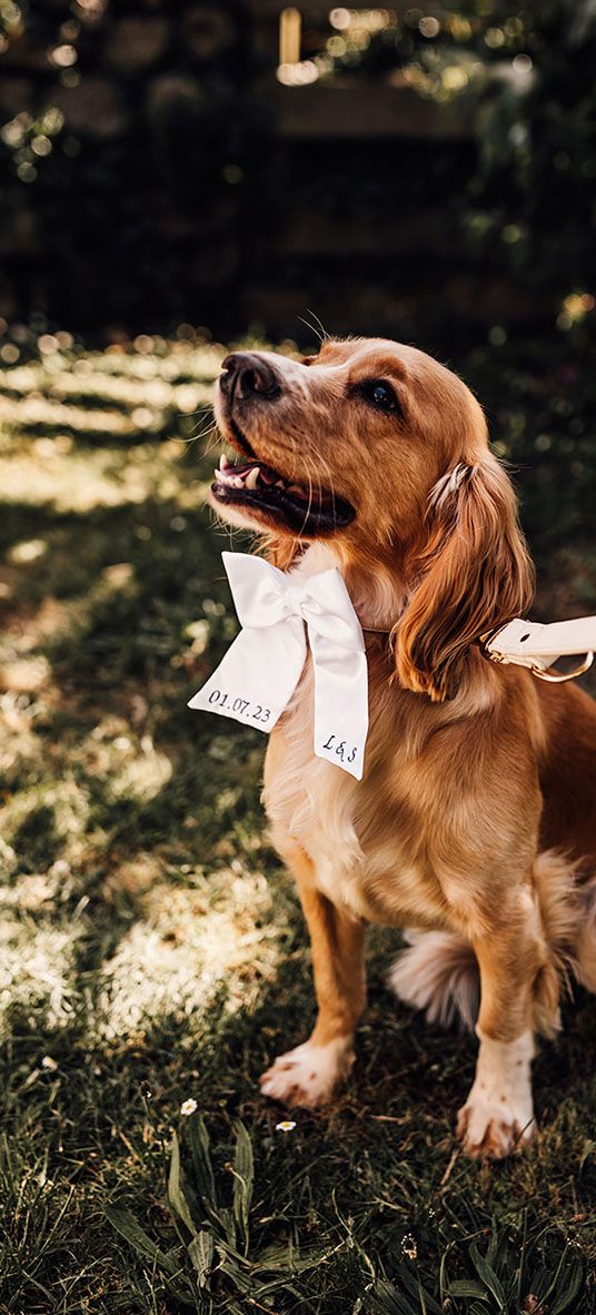 pet dog at dog friendly wedding venue with white bow collar 